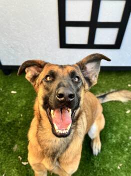 Rescue German Shepherd Dog and Belgian Shepherd Malinois Dogs for Adoption in Burbank, California - Rosie | PetCurious