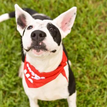 Radar -  Mixed Breed Dog for Adoption in Kailua-kona, Hawaii - Radar | PetCurious