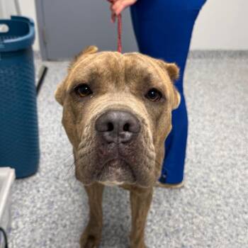 Bonez -  Mixed Breed Dog for Adoption in Greenville, South Carolina - Bonez | PetCurious