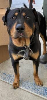 Kylo -  Rottweiler Dog for Adoption in Thousand Oaks, California - Kylo | PetCurious