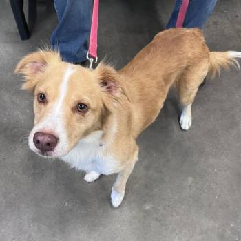 Canelo -  Golden Retriever and Mixed Breed Dog for Adoption in Tampa, Florida - Canelo | PetCurious