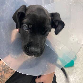 Bubbles -  Labrador Retriever and Mixed Breed Dog for Adoption in Lake Havasu City, Arizona - Bubbles | PetCurious