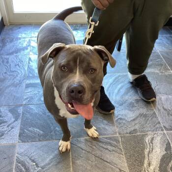 Pit Bull Terrier Dogs Available for Adoption - Thor | PetCurious