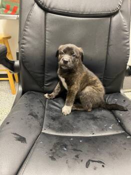 German Shepherd Dog and Mixed Breed Dogs Available for Adoption in Kemp, Texas - Fergie | PetCurious