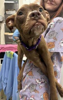 Queen Bee -  Terrier and Mixed Breed Dog for Adoption in Palm Coast, Florida - Queen Bee | PetCurious