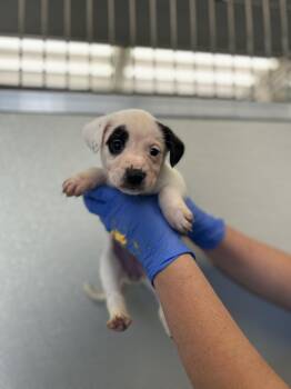Rescue Dogo Argentino Dogs for Adoption in Victorville, California - Sassy #5151 (609) ***FOSTER OR FOSTER-TO-ADOPT ONLY*** | PetCurious