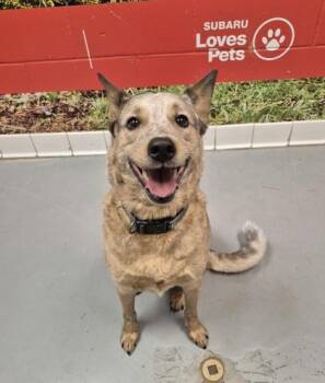 Rescue Australian Cattle Dog Blue Heeler Dogs for Adoption in Lafayette, Indiana - Maverick | PetCurious