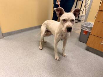 KABUTOPS -  Pit Bull Terrier Dog for Adoption in Tustin, California - KABUTOPS | PetCurious