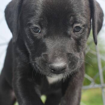 Prince -  Boxer and Labrador Retriever Dog for Adoption in Monon, Indiana - Prince | PetCurious