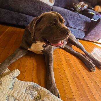 Glacier -  Cane Corso and Mixed Breed Dog for Adoption in Springboro, Ohio - Glacier | PetCurious