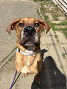 Great Dane and Labrador Retriever Dogs Available for Adoption in Brewster, New York - Fruit Splash | PetCurious