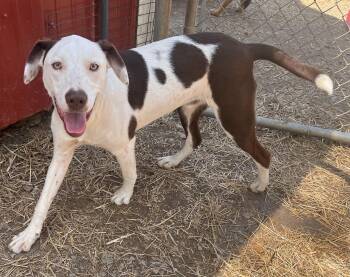 JAMESON -  Mixed Breed Dog for Adoption in Chicopee, Massachusetts - JAMESON | PetCurious