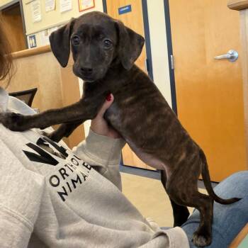 Samantha -  Hound Dog for Adoption in Morristown, Vermont - Samantha | PetCurious