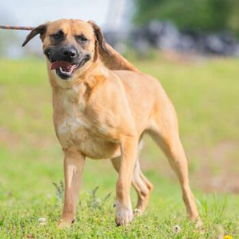 Labrador Retriever and Hound Dogs Available for Adoption in Bartlett, Tennessee - Cinder | PetCurious