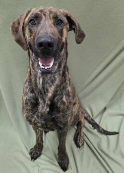 Rescue Great Dane Dogs for Adoption in Frankfort, Indiana - Carrington | PetCurious