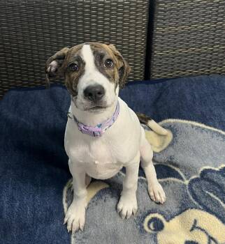 Rescue Labrador Retriever and Hound Dogs for Adoption in Sunderland, Maryland - Pie | PetCurious