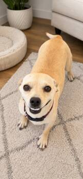 Honey -  Chihuahua and Pug Dog Available for Adoption in New Haven, Connecticut - Honey | PetCurious