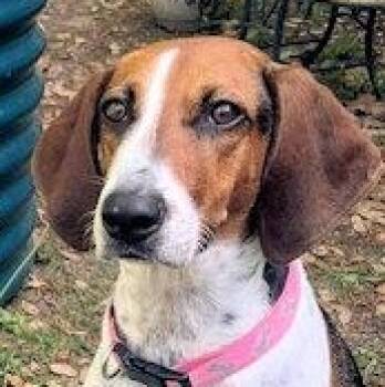 Treeing Walker Coonhound Dogs Available for Adoption - Okra (FL) | PetCurious