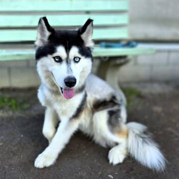 Siberian Husky Dogs Available for Adoption - ATLAS | PetCurious