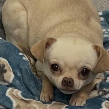 Chihuahua Dogs Available for Adoption in Springboro, Ohio - Crotchet | PetCurious