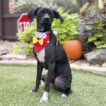 Mike -  Blue Lacy and Labrador Retriever Dog for Adoption in Fairfield, Connecticut - Mike | PetCurious