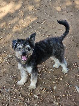 Rescue Yorkshire Terrier and Shih Tzu Dogs for Adoption in Marble Falls, Texas - Banjo | PetCurious