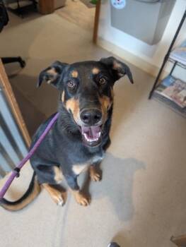 Lolly -  Doberman Pinscher and Siberian Husky Dog for Adoption in Divide, Colorado - Lolly | PetCurious