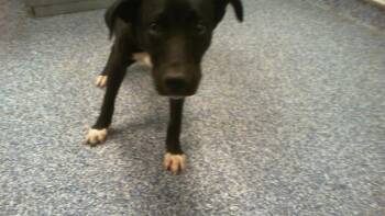 JACOBY -  Labrador Retriever and Mixed Breed Dog for Adoption in Charlotte, North Carolina - JACOBY | PetCurious