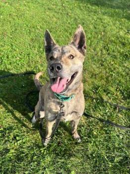 Rescue Mixed Breed Dogs for Adoption in Ironwood, Michigan - MARZ | PetCurious