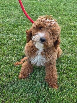 Golden Retriever and Poodle Dogs Available for Adoption in Malvern, Pennsylvania - Bunny | PetCurious