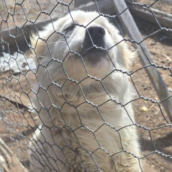 Labrador Retriever and Great Pyrenees Dogs Available for Adoption in Thayne, Wyoming - Storm | PetCurious