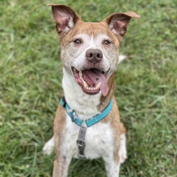 Jasper -  Mixed Breed Dog for Adoption in South Burlington, Vermont - Jasper | PetCurious