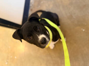 Rescue Terrier Dogs for Adoption in Corinth, Mississippi - Buddy 25D-240 | PetCurious