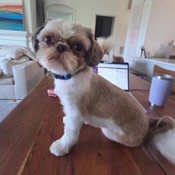 Nicko -  Shih Tzu and Terrier Dog for Adoption in Bloomfield, Connecticut - Nicko | PetCurious