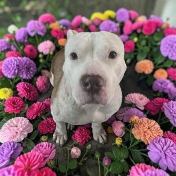 Pit Bull Terrier Dogs Available for Adoption - Lainey | PetCurious