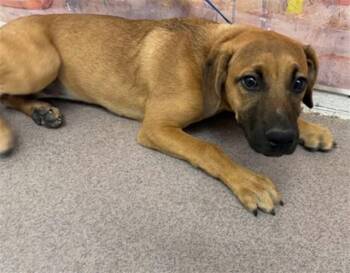MUFFIN -  Pit Bull Terrier and Mixed Breed Dog for Adoption in San Bernardino, California - MUFFIN | PetCurious