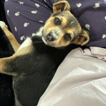 Carli -  Mixed Breed Dog for Adoption in Bismarck, North Dakota - Carli | PetCurious