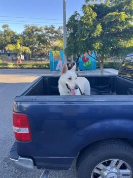SERGEANT -  German Shepherd Dog Dog for Adoption in Palmetto, Florida - SERGEANT | PetCurious