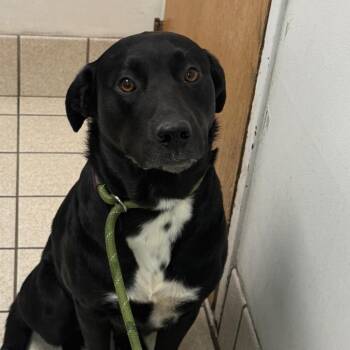 Mixed Breed Dogs Available for Adoption in Charleston, West Virginia - Dottie Anne | PetCurious