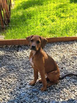 Rescue Boxer and Doberman Pinscher Dogs for Adoption in Woodinville, Washington - Red | PetCurious
