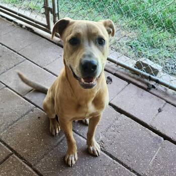 Benson -  Mixed Breed Dog for Adoption in Boaz, Alabama - Benson | PetCurious
