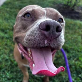 Bella (ID 53052/3078) -  Pit Bull Terrier Dog for Adoption in Manassas, Virginia - Bella (ID 53052/3078) | PetCurious