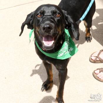 Hart -  Labrador Retriever Dog for Adoption in Washington, District Of Columbia - Hart | PetCurious