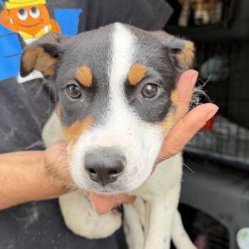 Ozark (JN26-31) -  Black Labrador Retriever and Mixed Breed Dog for Adoption in Peyton, Colorado - Ozark (JN26-31) | PetCurious