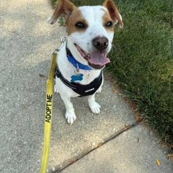 Buddy -  Jack Russell Terrier Dog for Adoption in Plainfield, Illinois - Buddy | PetCurious