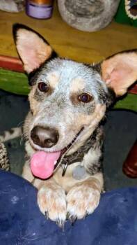 Pepper -  Australian Cattle Dog Blue Heeler and Mixed Breed Dog for Adoption in Evergreen, Colorado - Pepper | PetCurious
