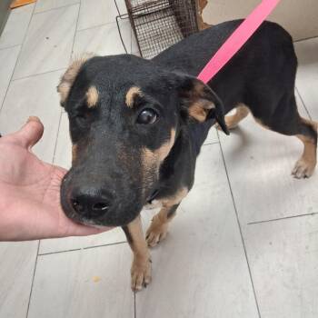 Dunkin -  Labrador Retriever Dog for Adoption in Lufkin, Texas - Dunkin | PetCurious