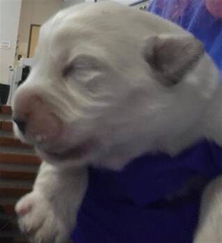 Mixed Breed Dogs Available for Adoption - PAPAYA | PetCurious