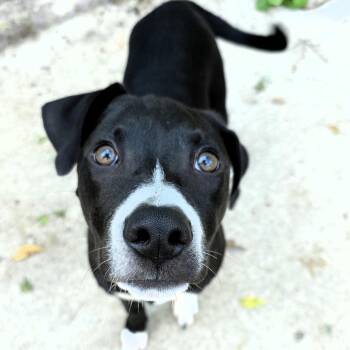 Yoda -  Mixed Breed Dog for Adoption in Michigan City, Indiana - Yoda | PetCurious