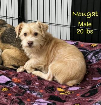 Nougat -  Terrier Dog for Adoption in Kings Mountain, North Carolina - Nougat | PetCurious